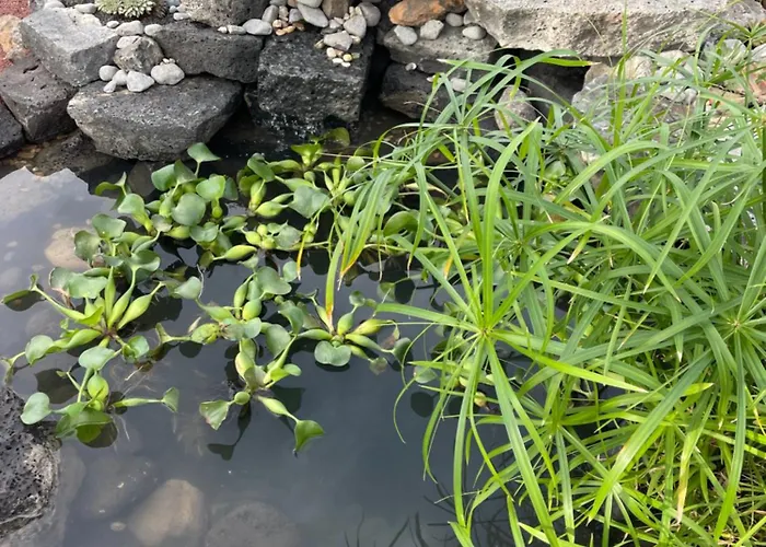 Sport & Culture Nest